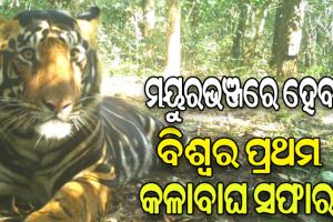ଶିମିଳିପାଳ ଅଭୟାରଣ୍ୟରେ ହେବ ବିଶ୍ବର ପ୍ରଥମ କଳାବାଘ ସଫାରୀ