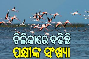 рм╕рм░рм┐рм▓рм╛ рмЪрм┐рм▓рм┐рмХрм╛рм░рнЗ рмкрмХрнНрм╖рнА рмЧрмгрмирм╛: рмЪрм│рм┐рмд рммрм░рнНрм╖ рнзрнорнп рмкрнНрм░рмЬрм╛рмдрм┐рм░ рнзрнз рм▓рмХрнНрм╖ рнйрнн рм╣рмЬрм╛рм░ рннрнлрнп рмкрмХрнНрм╖рнАрмЩрнНрмХ рмЖрмЧрморми