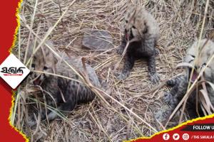 କୁନୋ ଜାତୀୟ ଉଦ୍ୟାନରୁ ଆସିଲା ଖୁସି ଖବର: ୩ ଶାବକଙ୍କୁ ଜନ୍ମ ଦେଲା ନାମିବ୍ୟାରୁ ଅଣାଯାଇଥିବା ଚିତା ଆଶା