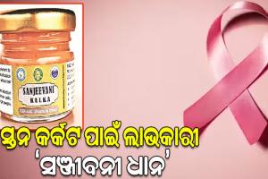 କୃଷି ବିଶ୍ବବିଦ୍ୟାଳୟ ଦ୍ବାରା ପ୍ରସ୍ତୁତ: ସ୍ତନ କର୍କଟ ପାଇଁ ଲାଭକାରୀ ‘ସଞ୍ଜୀବନୀ ଧାନ’