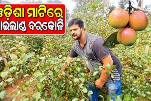 ଓଡ଼ିଶା ମାଟିରେ ପେନ୍ଥା ପେନ୍ଥା ହୋଇ ଫଳିଛି ଥାଇଲାଣ୍ଡ ବରକୋଳି, ଅନ୍ୟ ଚାଷୀଙ୍କ ପାଇଁ ପ୍ରେରଣା ପାଲଟିଛନ୍ତି ପ୍ରଶାନ୍ତ କୁମାର