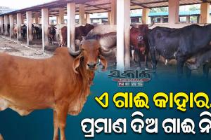 ଗାଈ ଉଠାଇନେଲେ; ଆଉ ଫେରାଉ ନାହାନ୍ତି : ବିଏମ୍‌‌ସି କାର୍ଯ୍ୟାଳୟରେ ଗୋପାଳକଙ୍କ ଭିଡ଼