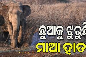 ମାତୃତ୍ୱ ପ୍ରେମର କରୁଣ ନିଦର୍ଶନ: ଛୁଆହାତୀର ମୃତଦେହ ପୋତାସ୍ଥାନରୁ ଛାଡି ଯାଉନାହିଁ ମାଆହାତୀ