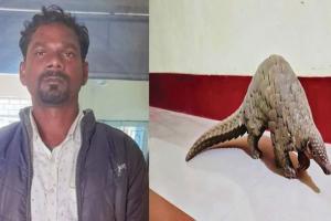 STF ପଞ୍ଝାରେ ବଜ୍ରକାପ୍ତା ଚୋରାଚାଲାଣକାରୀ, ଜୀବନ୍ତ ବଜ୍ରକାପ୍ତା ଉଦ୍ଧାର