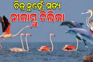 рмкрнНрм░рм╛рмХрнГрмдрм┐рмХ рм╕рнМрмирнНрмжрм░рнНрмпрнНрнЯрм░ рмЧрмирнНрмдрм╛рмШрм░ рмдрмерм╛ рммрнИрмЪрм┐рмдрнНрм░рморнЯ рмЬрнИрмм рммрм┐рммрм┐рмзрмдрм╛рм░ рммрм┐рм░рм│ рмнрмгрнНрмбрм╛рм░ рморм░рм╛рм│рморм╛рм│рм┐рмирнА рмирнАрм│рм╛рморнНрммрнБ рмЪрм┐рм▓рм┐рмХрм╛