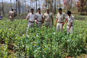 ପୁଣି ଶିମିଳିପାଳରୁ ୧୦କୋଟି ଟଙ୍କାରୁ ଉର୍ଦ୍ଧ୍ବ ମୂଲ୍ୟର ଅଫିମ ଗଛ ନଷ୍ଟ