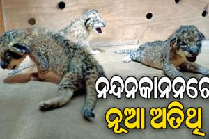 ନନ୍ଦନକାନନରେ ନୂଆ ଅତିଥି, ସିଂହୀ ରେୱା ଜନ୍ମକଲା ୩ ଛୁଆ