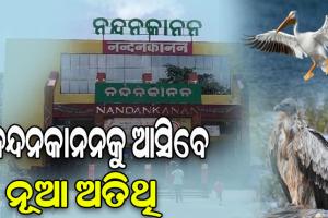 ନନ୍ଦନକାନନକୁ ଆସିବେ ନୂଆ ଅତିଥି, ଆସାମ ଷ୍ଟେଟ ଜୁ ବଟାନିକାଲ ଗାର୍ଡେନ ସହ ହେବ ପଶୁପକ୍ଷୀ ଅଦଳବଦଳ