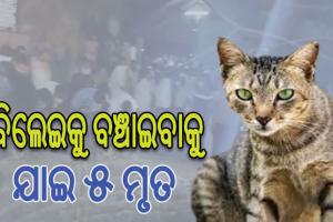 ବିଲେଇକୁ ବଞ୍ଚାଇବାକୁ ଯାଇ ୫ଜଣଙ୍କର ମୃତ୍ୟୁ
