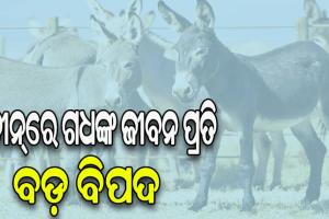 ପାଟିରେ ଲାଗିଛି ରକ୍ତ ନିଶା: ଚୀନ୍‌ରେ ୨ ବର୍ଷରେ ୭୦ ଲକ୍ଷ ଗଧଙ୍କୁ ହତ୍ୟା