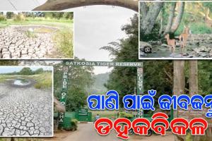 ବର୍ଷା ଅଭାବରୁ ଶୁଖିଗଲାଣି ସାତକୋଶିଆ ଅଭୟାରଣ୍ୟର ନାଳ ଓ ଝରଣା; ପ୍ରବଳ ଗ୍ରୀଷ୍ମ ପ୍ରବାହରେ ହୁତ୍ ହୁତ୍ ହୋଇ ଜଳୁଛି ଜଙ୍ଗଲ