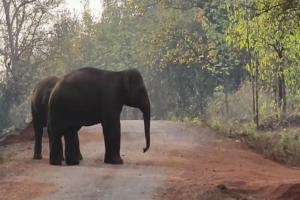 ଜଙ୍ଗଲରେ କାଠ ସଂଗ୍ରହ କରୁଥିବା ବେଳେ ବୃଦ୍ଧଙ୍କୁ ଦଳିଦେଲା ହାତୀ