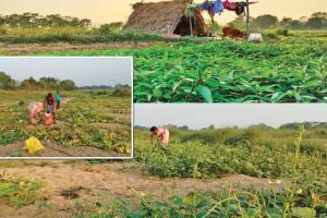 ଛତିଶଗଡ଼ ଲରିଆ ସମ୍ପ୍ରଦାୟର ଲୋକଙ୍କ ପାଇଁ ପେଟପାଟଣାର ମାଧ୍ୟମ ସାଜିଛି ବରଗଡ଼ର ଜୀରାନଦୀ