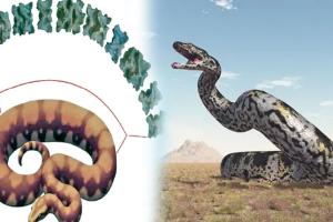 ମିଳିଲା ‘ବାସୁକୀ ନାଗ’ର ଅବଶେଷ !