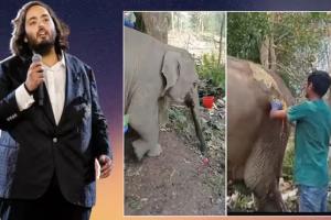 ଅସୁସ୍ଥ ହାତୀ ପାଇଁ ଦେବଦୂତ ସାଜିଲା ଅନନ୍ତ ଅମ୍ବାନୀଙ୍କ ‘ବନ୍‌ତାରା’ ଟିମ୍‌, ୩୫୦୦ କିମି ତ୍ରିପୁରା ଯାଇ କଲେ ଚିକିତ୍ସା