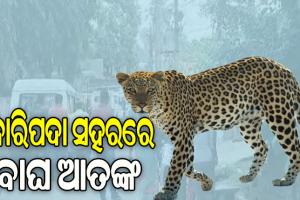 ବାରିପଦା ସହରରେ ବାଘ ଆତଙ୍କ, ଲୋକେ ଭୟଭୀତ