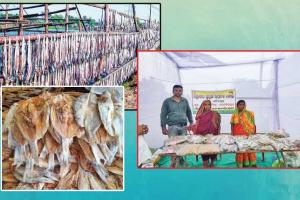 ବାଲିକୁଦାର ମହାବୀର ଶୁଖୁଆ ଉତ୍ପାଦ ଗୋଷ୍ଠୀର ସଦସ୍ୟାମାନଙ୍କୁ ସ୍ୱାବଲମ୍ବୀ କରିଛି ‘ସ୍ୱାସ୍ଥ୍ୟପ୍ରଦ ଶୁଖୁଆ’