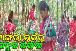 ଟାଙ୍ଗରା ଭୂଇଁରୁ ସବୁଜ ଜଙ୍ଗଲ; ଗାଁ କୁ ଗାଁ ବୁଲିବୁଲି ଜଙ୍ଗଲ ବିଷୟରେ ସଚେତନ କରୁଛନ୍ତି ସୁନାମୁଦି ଗାଁର ମହିଳା