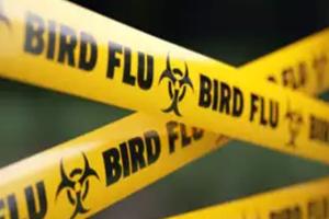 ବାର୍ଡ ଫ୍ଲୁରେ ଗଲା ପ୍ରଥମ ଜୀବନ, ସୂଚନା ଦେଲା ବିଶ୍ୱ ସ୍ୱାସ୍ଥ୍ୟ ସଂଗଠନ