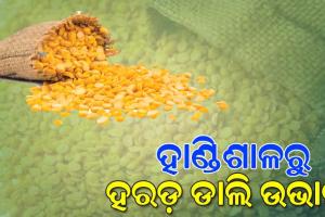 ଗରିବ ଓ ମଧ୍ୟବିତ୍ତଙ୍କ ହାଣ୍ଡିଶାଳରୁ ହରଡ଼ ଡାଲି ଉଭାନ; ୬ମାସରେ କିଲୋ ପ୍ରତି ବଢ଼ିଲାଣି ୪୦ଟଙ୍କା