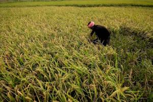 ୧୪ଟି ଖରିଫ ଫସଲ ଉପରେ ବୃଦ୍ଧି ହେଲା ଏମଏସପି