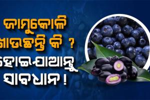 ଏହି ଲୋକମାନଙ୍କ ପାଇଁ ‘ବିଷ’ ଭଳି ହୋଇଥାଏ ଜାମୁକୋଳି, ଜାଣନ୍ତୁ କେଉଁମାନଙ୍କୁ ଜାମୁ ଖାଇବା ମନା….