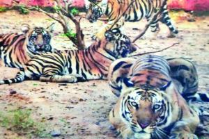 ନନ୍ଦନକାନନରେ ଆଖି ବୁଜିଲା ଅସୁସ୍ଥ ବାଘୁଣୀ ‘ସାରା’