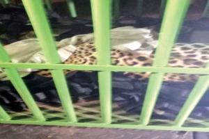 ଗାଁରେ ପଶି ଆତଙ୍କ ଖେଳାଉଥିଲା କଲରାପତରିଆ ବାଘ, ୮ ଘଣ୍ଟା ପରେ କାବୁ କଲା ବନବିଭାଗ