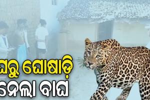 ଗରମ ପାଇଁ କବାଟ ଖୋଲି ଶୋଇଥିଲେ, ଘରୁ ଘୋଷାଡ଼ି ନେଲା ବାଘ