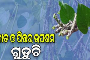 ଗୁଡୁଚିରେ ଭରି ରହିଛି ଅନେକ ଔଷଧୀୟ ଗୁଣ: ବାତ ରୋଗଠୁ ଆରମ୍ଭ କରି ହୃଦ୍‌ରୋଗ ଓ ମଧୁମେହ ଭଳି ଅନେକ ରୋଗରୁ ମିଳିଥାଏ ଉପଶମ…