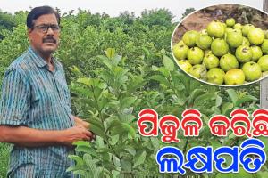 ଉନ୍ନତମାନର ପିଜୁଳି ଚାଷ କରି ଲକ୍ଷପତି ହୋଇପାରିଛନ୍ତି ଅନୁଗୋଳର ସୁବାସ ଚନ୍ଦ୍ର ପ୍ରଧାନ