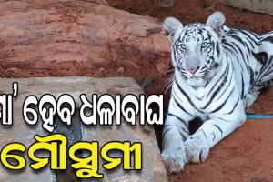 ନନ୍ଦନକାନନ ପାଇଁ ଖୁସି ଖବର: ମାଆ ହେବାକୁ ଯାଉଛି ଧଳା ବାଘୁଣୀ ମୌସୁମୀ