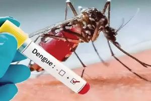 ରାଜ୍ୟରେ ୨୪ ଶହ ପାର କଲା ଡେଙ୍ଗୁ ଆକ୍ରାନ୍ତଙ୍କ ସଂଖ୍ୟା, ଖୋର୍ଦ୍ଧା ଓ ସୁନ୍ଦରଗଡ଼ରେ ସର୍ବାଧିକ