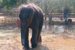 ପ୍ରଶିକ୍ଷଣ କେନ୍ଦ୍ରରେ ଛୁଆ ହାତୀ ‘ମାମା’ର ମୃତ୍ୟୁ