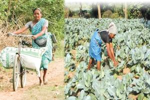 ବରଗଡ଼ର ସଫଳ ମହିଳା ଚାଷୀ ରାମବାଇ ଦାସଙ୍କ ସଂଘର୍ଷ କାହାଣୀ…