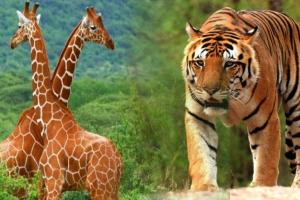 ଓଡ଼ିଶା ଆସିବେ ୫ ମହାବଳ ବାଘ, ନନ୍ଦନକାନନ ଆସିବେ ୨ ଜିରାଫ