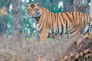 ସାତକୋଶିଆରେ ପୁଣି ଆରମ୍ଭ ହେବ ବ୍ୟାଘ୍ର ପ୍ରକଳ୍ପ, ପର୍ଯ୍ୟାୟକ୍ରମେ ଆସିବେ ୧୪ ବାଘ…