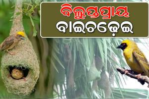 ଅସନ୍ତୁଳନ ପରିବେଶ ଓ ଜୈବ ବିବିଧତା ଯୋଗୁଁ ଆଜି ପ୍ରକୃତି କୋଳରୁ ନିଶ୍ଚିହ୍ନ ହେବାକୁ ବସିଲେଣି ବାଇଚଢ଼େଇ