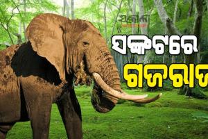 ବାରିପଦା ବନଖଣ୍ଡରୁ ପୁଣି ଏକ ହାତୀର ମୃତଦେହ ଉଦ୍ଧାର, ମୃତ୍ୟୁର କାରଣ ଅସ୍ପଷ୍ଟ