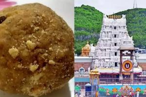 ତିରୁପତି ଲଡୁରେ ପଶୁ ଚର୍ବି ଓ ମାଛ ତେଲ ମିଶ୍ରଣ ମାମଲା: ଆନ୍ଧ୍ର ସରକାରଙ୍କୁ ରିପୋର୍ଟ ମାଗିଲା କେନ୍ଦ୍ର