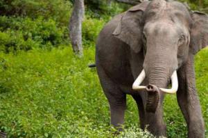 କରଞ୍ଜିଆ ବନଖଣ୍ଡରେ ହାତୀ ଆତଙ୍କ, ଧାନ ଏବଂ ପନିପରିବା ଫସଲ ନଷ୍ଟ କରୁଛନ୍ତି ହାତୀପଲ