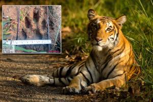 ଶୁଳିଆ ଜଙ୍ଗଲରେ ମହାବଳ ବାଘ ଆତଙ୍କ ! ସ୍ଥାନୀୟ ଅଞ୍ଚଳବାସୀ ଭୟଭୀତ