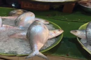 ଭାରତକୁ ଖୁସି କରିବାକୁ ୟୁନୁସ୍ ସରକାରଙ୍କ କୂଟନୀତି: ଇଲିସି ମାଛ ରପ୍ତାନୀ ଉପରୁ କଟକଣା ଉଠାଇଲା ବାଂଲାଦେଶ