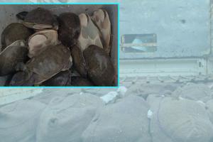 рмХрмЗрмБрмЫ рмЪрнЛрм░рм╛ рмЪрм╛рм▓рм╛рмгрммрнЗрм│рнЗ рморм╛рмбрм╝рм┐ рммрм╕рм┐рм▓рм╛ рммрмирммрм┐рмнрм╛рмЧ: рнпрнйрнл рмХрм┐рм▓рнЛ рмХрмЗрмБрмЫ рмЬрммрмд, рни рмЧрм┐рм░рмл