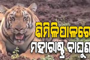 ଶିମିଳିପାଳରେ ମହାରାଷ୍ଟ୍ର ବାଘୁଣୀ ‘ଯମୁନା’, ଗତିବିଧି ଉପରେ ନଜର ରଖିଛି ବନ ବିଭାଗ…