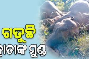 ସରକାର ନିଦା ବିଷ୍ଣୁ: ଗଡୁଛି ହାତୀଙ୍କ ମୁଣ୍ଡ, କଡ଼ା କାର୍ଯ୍ୟାନୁଷ୍ଠାନ ଚେତାବନୀ ଦେଲେ ପିସିସିଏଫ…