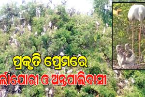 ପ୍ରକୃତି ପ୍ରେମରେ କର୍ଲାଯୋରୀ ଓ ଅନ୍ତପାଲିବାସୀ: ବିଦେଶୀ ପକ୍ଷୀଙ୍କ କଳରବ