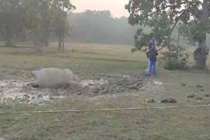 ହାତୀ ମୃତଦେହ ଠାବ, କାଦୁଅରେ ପୋତି ହୋଇ ଚାଲିଗଲା ଜୀବନ