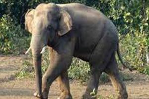 ଚିକିତ୍ସାଧୀନ ଅବସ୍ଥାରେ ଆଖିବୁଜିଲା ହାତୀ ‘ଯଶୋଦା’