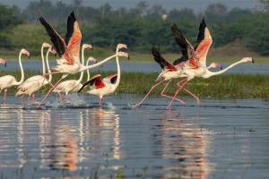 рмЬрм╛рмирнБрмЖрм░рнАрм░рнЗ рмЖрм░рморнНрмн рм╣рнЗрмм рмкрмХрнНрм╖рнА рмЧрмгрмирм╛: рмкрм░рм┐рммрнЗрм╢ рмормирнНрмдрнНрм░рнА рмЧрмгрнЗрм╢ рм░рм╛рмо рм╕рм┐рмВ рмЦрнБрмгрнНрмЯрм┐рмЖ